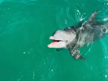 Book Your Adventure Dolphin Tour